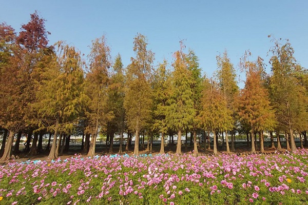 台南六甲的落羽松林轉紅，波斯菊花海也相繼綻放。（圖／六甲區公所，下同）