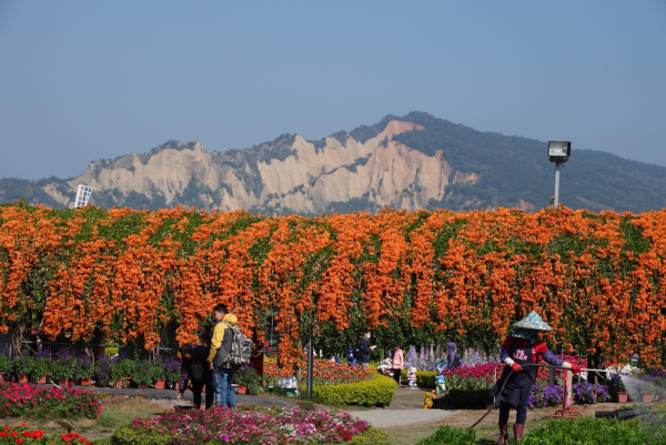 花海美拍也是情侶們放閃勝地之一。 (圖／中社觀光花市)