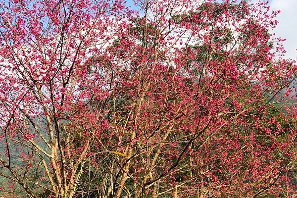 桃紅色的櫻花綻放枝頭。（圖／新北市政府，下同）