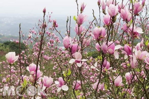 位於淡水楓樹湖有座全台最大的木蓮花園。（圖／Sharon Wu）