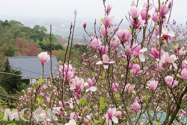 楓樹湖除了木蓮花外，還有機會看到山櫻花、山茶花盛開，（圖／Sharon Wu）