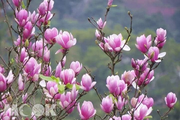木蓮花將一路綻放至3月底，園區內賞花不收門票，皆可免費參觀。（圖／Sharon Wu）