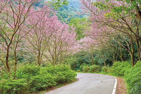 三芝的青山路上每年春天櫻花接連盛開。（圖／新北市政府，以下同）