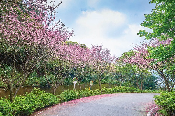 櫻花夾道成林，形成浪漫櫻花大道。