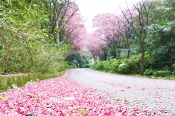 粉色花朵圍繞蜿蜒的鄉間道路上。