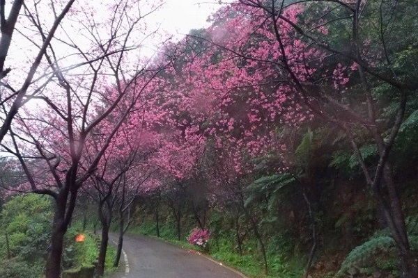 此處櫻花美景格外清幽，可隨興開車漫遊。