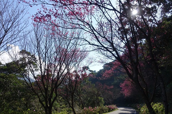 賞櫻還能順遊附近景點，或到濱海公路沿線的海景咖啡店品味愜意下午茶。