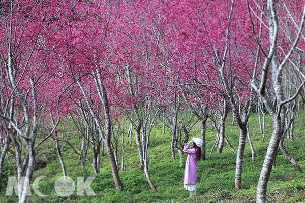 站在滿滿櫻花樹下，怎麼拍都美。 (圖／3more_hi4)