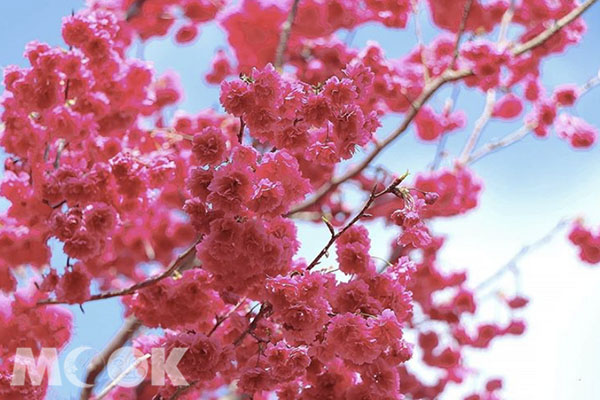 朵朵櫻花是這個季節最美的風景。 (圖／3more_hi4)