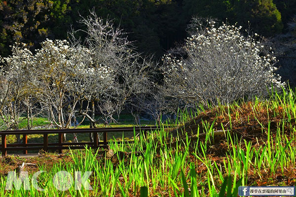 漫步在木棧道上欣賞純白的木蘭花。 (圖／漫步在雲端的阿里山)