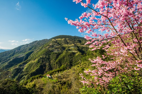 櫻花綻放山林間更顯迷人。