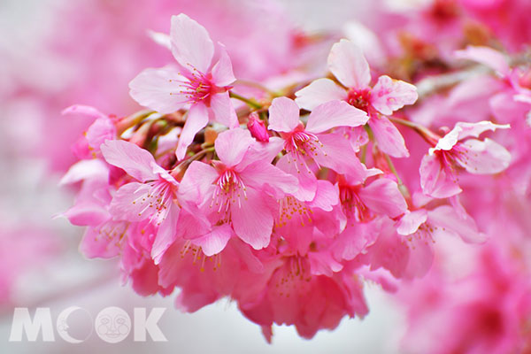鮮豔嬌嫩的櫻花。 (圖／漫步在雲端的阿里山)