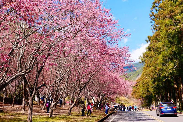 夢幻櫻花海絕美盛開！公路美照輕鬆拍