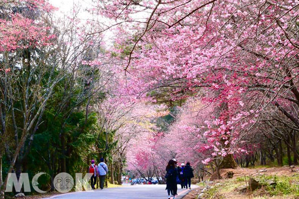 目前武陵農場的櫻花逐漸綻放，預計於2月中至滿開時期。 (圖／武陵農場)
