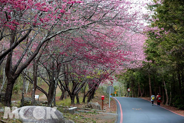 每年櫻花季一到武陵農場便成了熱鬧的賞櫻景點。 (圖／武陵農場)