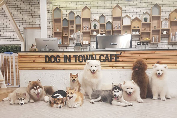 Dog In Town是綜合狗狗咖啡廳。(圖／Dog In Town Ari - Dog Cafe คาเฟ่หมาอารีย์)