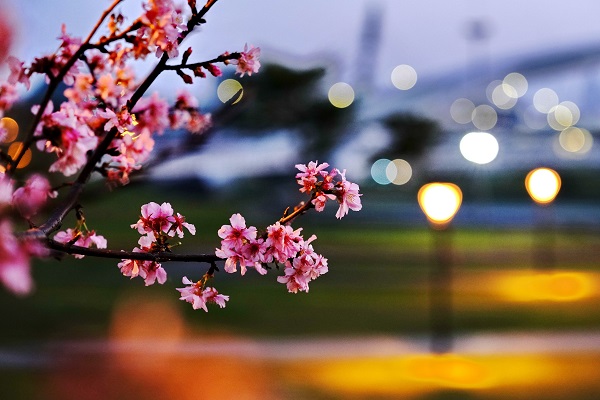 日本伊豆半島河津町的河津櫻花在公園內綻放，花期約至3月中旬。