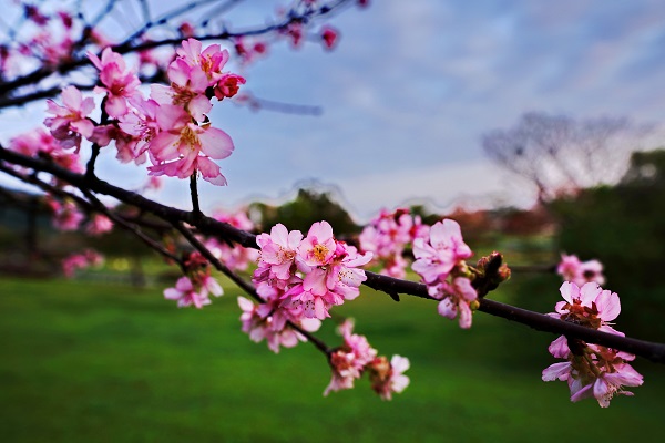 不用再為了賞櫻而舟車勞頓，到都會公園即可優雅賞花。