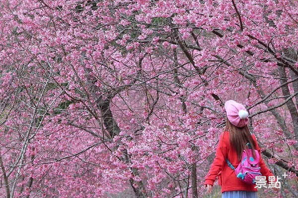 萬里山園成近年來攝影愛好者的賞櫻秘境。