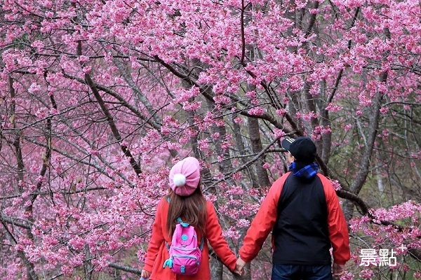 山園內櫻花品種繁多開滿山頭。