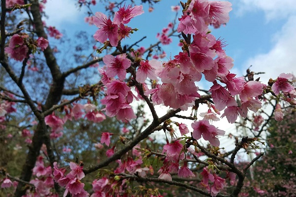 山櫻花粉嫩花朵滿開枝頭。（圖／新北市政府，以下同）