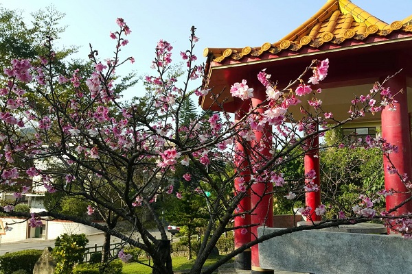 屈尺櫻花公園的山櫻花柔美嬌媚，充滿浪漫的氣息。