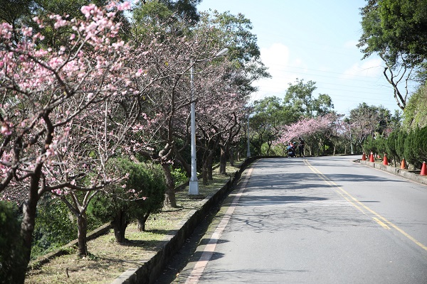 花園新城櫻花臨新烏路旁，形成粉嫩櫻花大道。