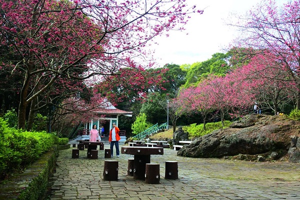 陽明山櫻花季浪漫開跑，滿山櫻花綻放。（圖／台北市政府，下同）