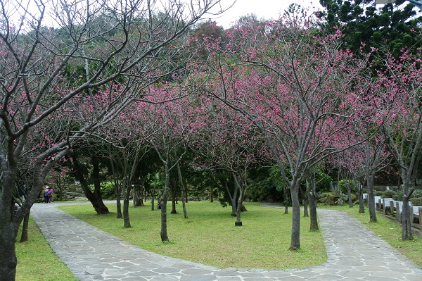 絕美八重櫻、山櫻花、山櫻和寒櫻陸續盛開。