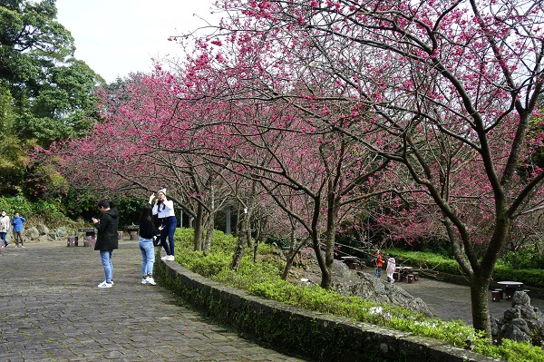 陽明山上多處櫻花盛開，大片粉嫩花海吸引不少旅人上山朝聖。