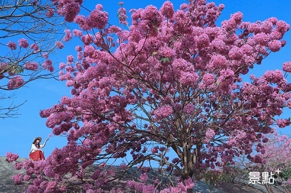 春季洋紅風鈴木盛開，形成夢幻的粉紅花海。（圖／3more_hi4，以下同）
