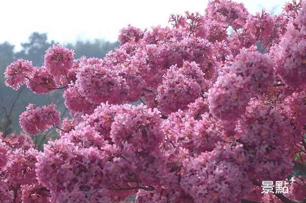粉嫩嫩的花球高掛樹中，十分可愛。