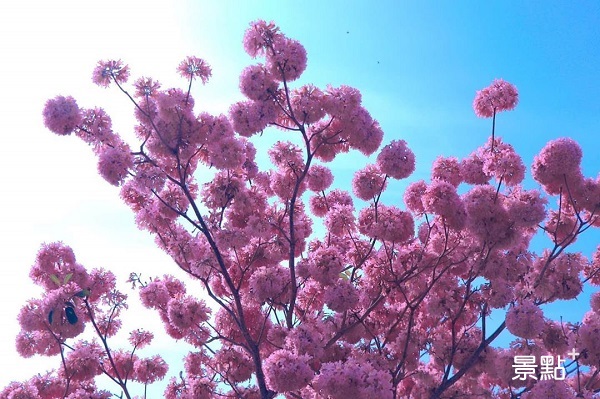 漫天綻放的粉紅花朵佈滿天空，彷彿延綿不斷粉紅雲朵。