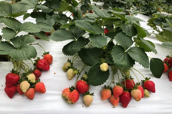 內湖草莓季於2月15日開跑。（圖／清香休閒農場）