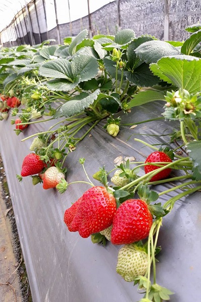 內湖草莓以「溫室種植」就算下雨天，也可以輕鬆採果。（圖／桂香草莓園）