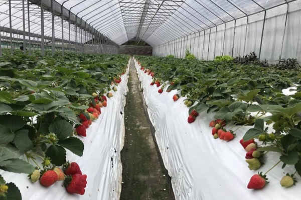 配合草莓季各農業推出多種體驗活動，包括草莓果醬DIY、窯烤披薩等。（圖／清香休閒農場）