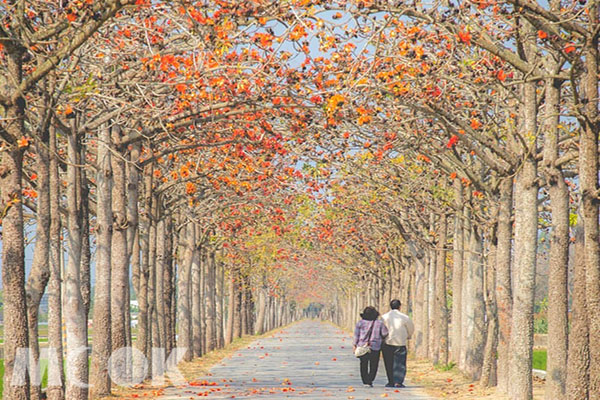 花海大道全長近1公里，種植約715棵木棉花樹。（圖／bb211019）