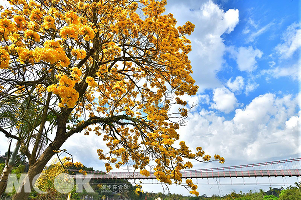 嘉義竹崎親水公園黃花風鈴木。 (圖／漫步在雲端的阿里山)