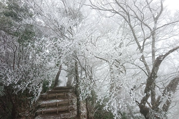 受大陸冷氣團影響太平山出現結霜跟霧淞現象。（圖／太平山國家森林遊樂區、攝／黃清漢，下同）