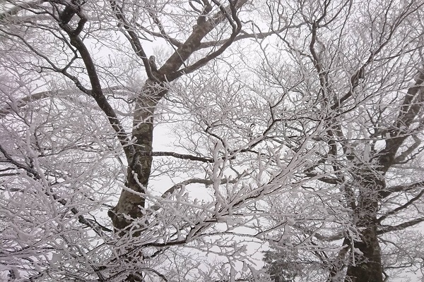 雪白美景宛如置身動畫電影冰雪奇緣中的錯覺。