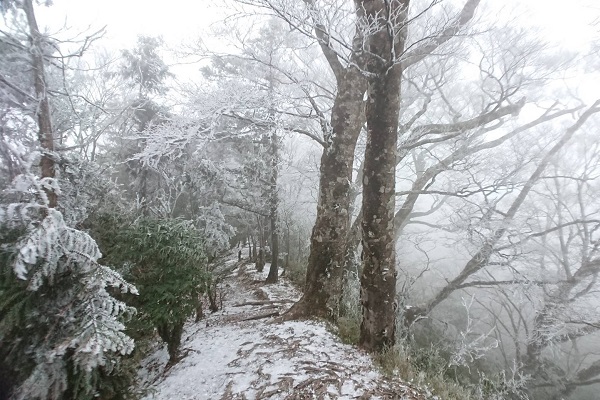 樹枝結霜跟霧淞的景像十分令人著迷。