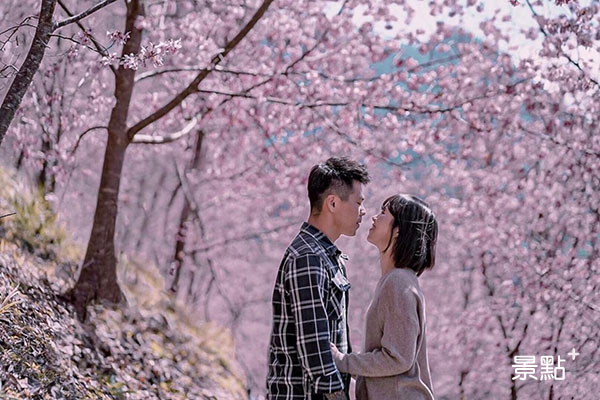 司馬庫斯約2000棵的櫻花樹盛開，彷彿置身在粉紅仙境十分浪漫。(圖／yy_aboutus)