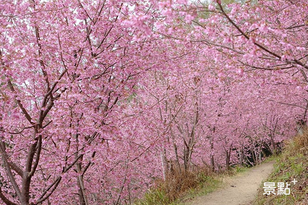 櫻花大爆發的粉紅隧道。(圖／chihhao_1226_tw)