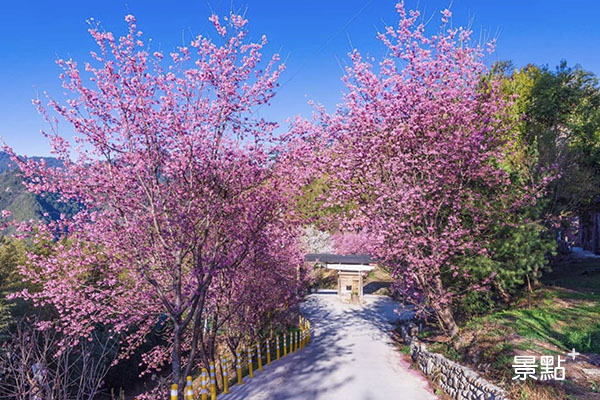 司馬庫斯的櫻花提早盛開。(圖／lin.jackal1114)