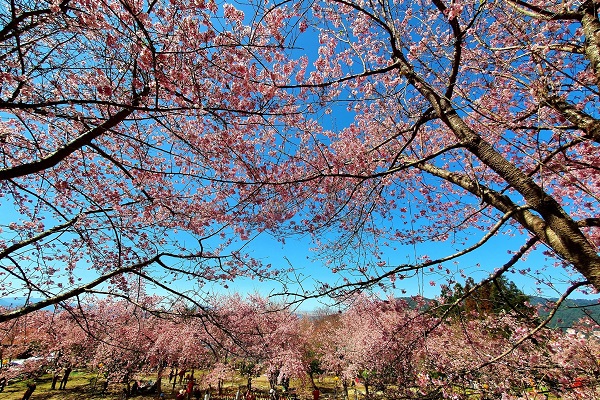 滿山櫻花綻放，交織出浪漫美景。（圖／恩愛農場，下同）