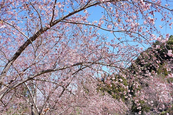 拉拉山上的恩愛農場種植多株日本品種櫻花。