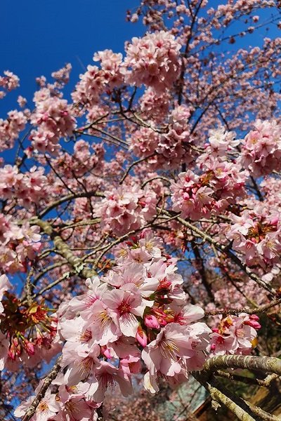 農場內不僅有日本富士櫻，還有千島櫻，多株粉嫩花球高掛。