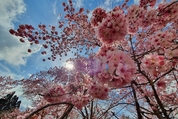 粉色櫻花爆炸盛開形成浪漫櫻花海。