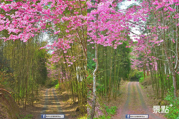 嬌豔的櫻花與竹林小徑相互呼應。 (圖／漫步在雲端的阿里山)