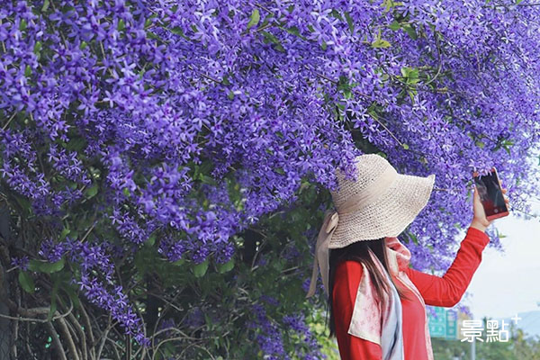 去年爆紅的六七一茶花園錫葉藤花牆，又盛開了。(圖／3more_hi4，以下同)